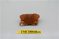 藏品(疣粒團扇蟹)的圖片